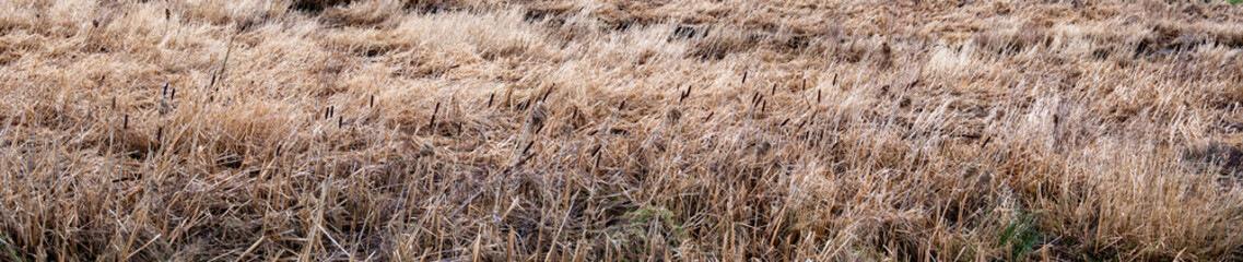 Fototapeta premium Panoramic Bulrush grass. Reeds and grasses. Wide panorama background image.