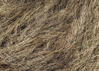 Old dried grass in the autumn forest. Texture of couch grass and other herbs.