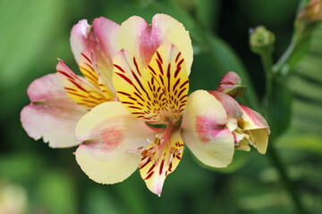 Pink and yellow Peruvian lily flowers in close up