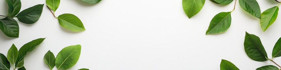 Fototapeta premium simple arrangement of green leaves forming circle on smooth white background with soft natural light