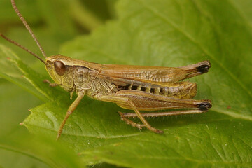 Closeup on the Common grasshopper, Pseudochorthippus parallelus on a green leaf