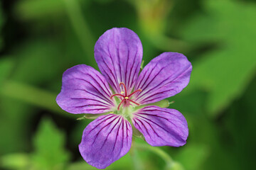 Fototapeta premium Purple cranesbill flower in close up