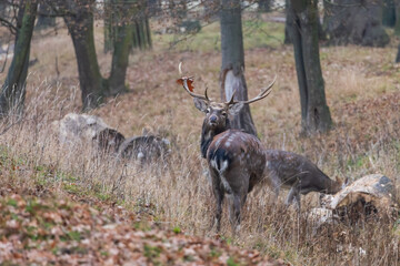 Sika deer - Cervus nippon in winter in the forest