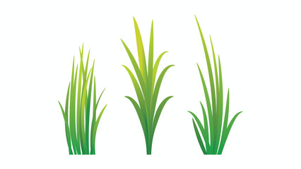 Green gradient of grass isolated on white background.