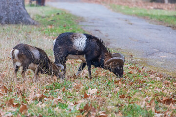 Mouflon - Ovis musimon in the wild in the forest