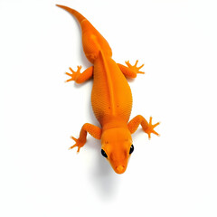 Orange gecko lizard on white background