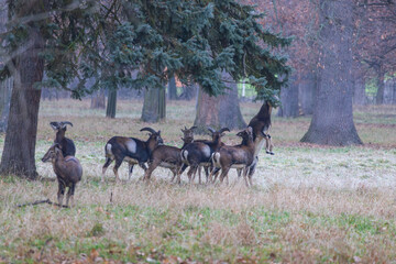 Mouflon - Ovis musimon in the wild in the forest