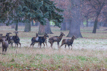 Mouflon - Ovis musimon in the wild in the forest