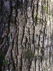 The bark of beech or hornbeam with its characteristic smooth texture and natural patterns captures the details of the woody structure. This macro shot emphasises the natural beauty and uniqueness 