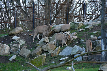 Mountain goats climb the slopes in the zoo.