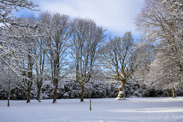 Large branchy trees in the middle of a snowy park, surrounded by a peaceful white winter scene