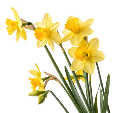 Fototapeta yellow daffodil flowers isolated on transparent background Generative Ai