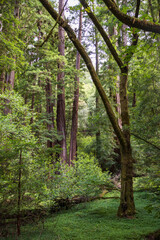 Obraz premium Redwoods at Muir Woods National Monument.