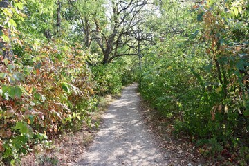 Fototapeta premium The hiking path in the forest on a sunny day.