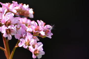 Rosa Blüten 