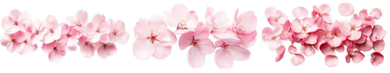 Pink Cherry Blossom Composition Floral Arrangement, Petals Isolated on White Background, Spring Bloom, Cherry blossom, spring flowers, floral design