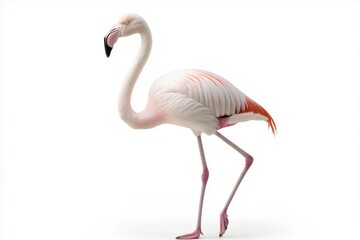 Fototapeta premium A white and pink flamingo is walking on a white background. The flamingo is the main focus of the image, and it is in a relaxed and peaceful state
