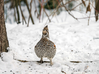 A female hazel grouse perching on the snow in the forest