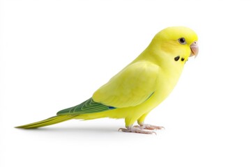 A yellow bird with a green tail is standing on a white background. The bird is looking at the camera