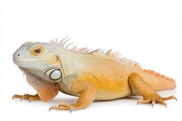 Obraz premium A lizard with orange and white stripes is laying on a white background. The lizard has a curious expression on its face