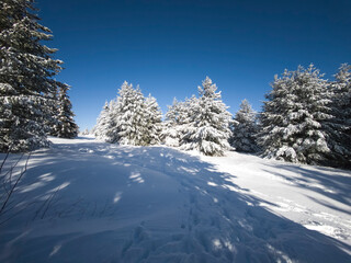 Fototapeta premium Winter Panorama of Vitosha Mountain, Bulgaria