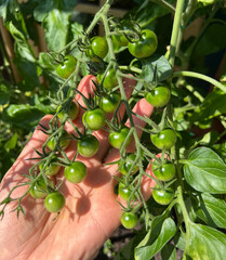 Unreife Tomatenstaude in der Hand