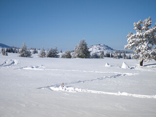 Winter Panorama of Vitosha Mountain, Bulgaria