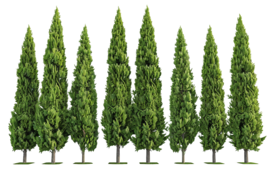 Majestic Cypress Trees with Tapered Conical Silhouettes isolated on transparent background