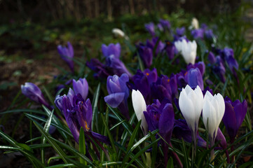 Obraz premium Purple and white crocuses in a spring meadow. Blooming crocuses close-up