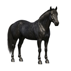 Obraz premium a black horse with gray legs on a transparent background, photo PNG image, PNG file, Generative art.