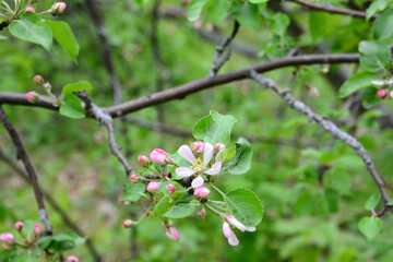 a pink flower of a wild apple tree that is growing in the forest 