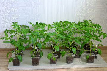 a group of pepper seedlings in the containers in the room