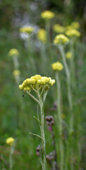 Obraz premium In the wild, the blooms immortelle (Helichrysum arenarium)