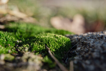 Moss details close up view, macro nature