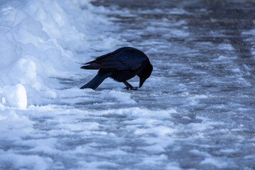 Raven. Large black crow sits on snowy ground in winter, picking seeds. Scotland