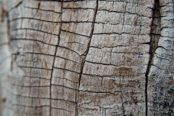 Wooden texture close up view