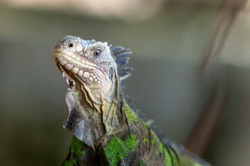 Leguan