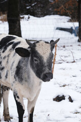 Blue roan crossbred brahman calf on farm in winter season snow weather outdoors.