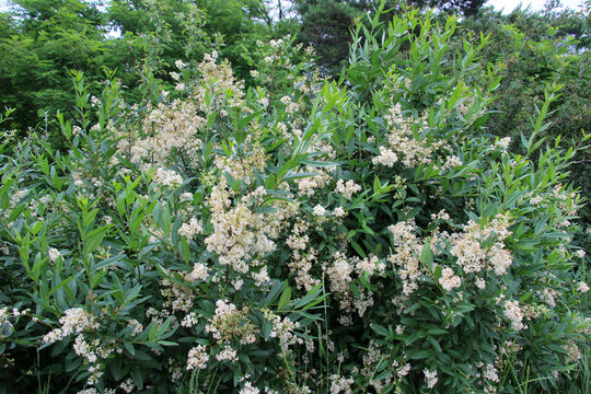 In the spring in nature, ordinary privet (ligustrum vulgare) blooms