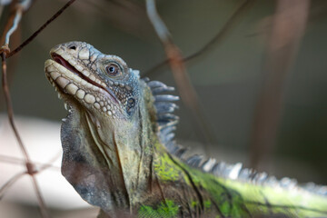 Leguan