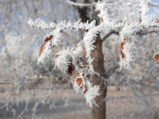 Tree branches covered by hoar frost, Colorado