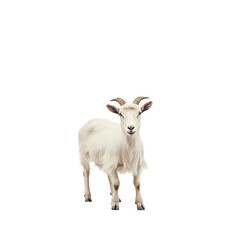 Fototapeta premium a small goat standing on a transparent background, PNG image, PNG file, Generative art.