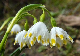 Fototapeta premium In spring, Leucojum vernum blooms in nature