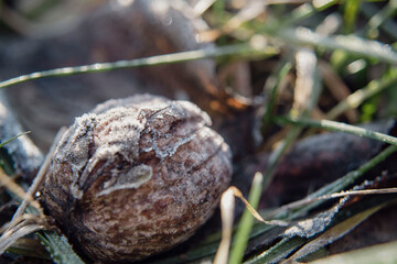 Old dry walnut in the garden, macro photography, close up view