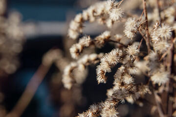 Naklejka premium Boho dry flowers and branches macro view 