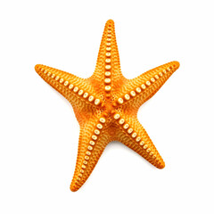 Starfish isolated on the blank background