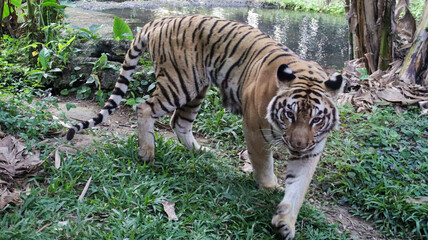 Majestic Sumatran Tiger Walking Through Lush Green Habitat Near A Calm Pond In Natural Setting