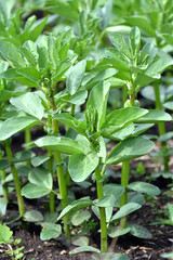 Horse bean (Vicia faba) grows in the soil
