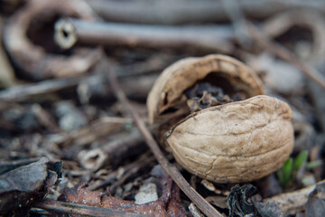 Old dry walnut in the garden, macro photography, close up view