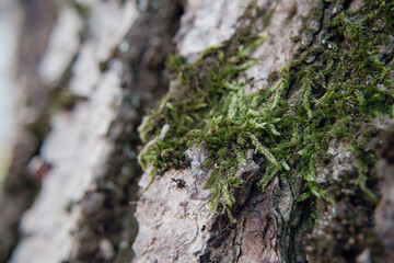 Green moss on tree bark close up detailed view